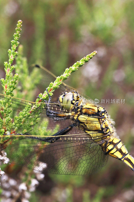 黑尾蜻蜓(Orthetrum cancellatum)雌